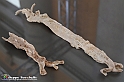 VBS_2793 - Arteriosclerosi - Mostra Body Worlds